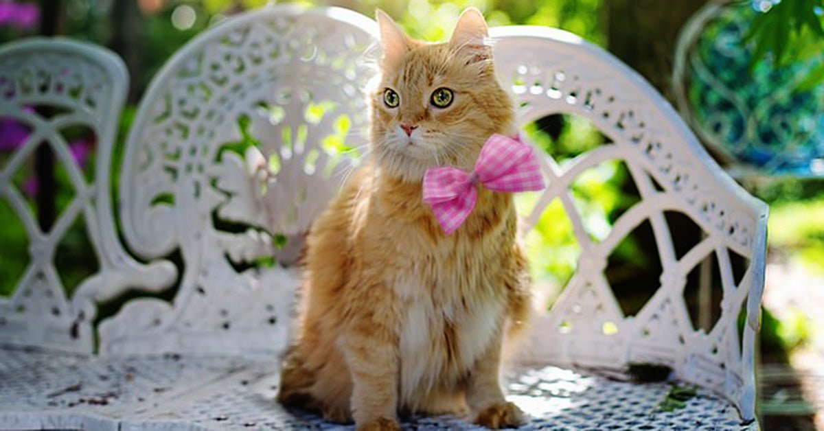 Cat Sewing Projects - Sewingmachinesplus.com