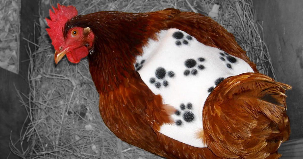 DIY Chicken Aprons and Hen Saddles - Sewingmachinesplus.com