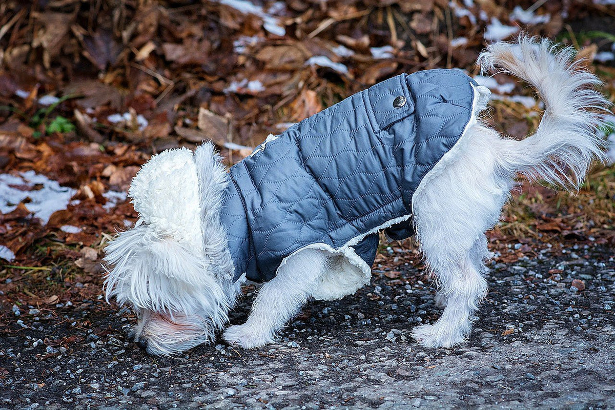 Pet Sewing Project Roundup - Sewingmachinesplus.com
