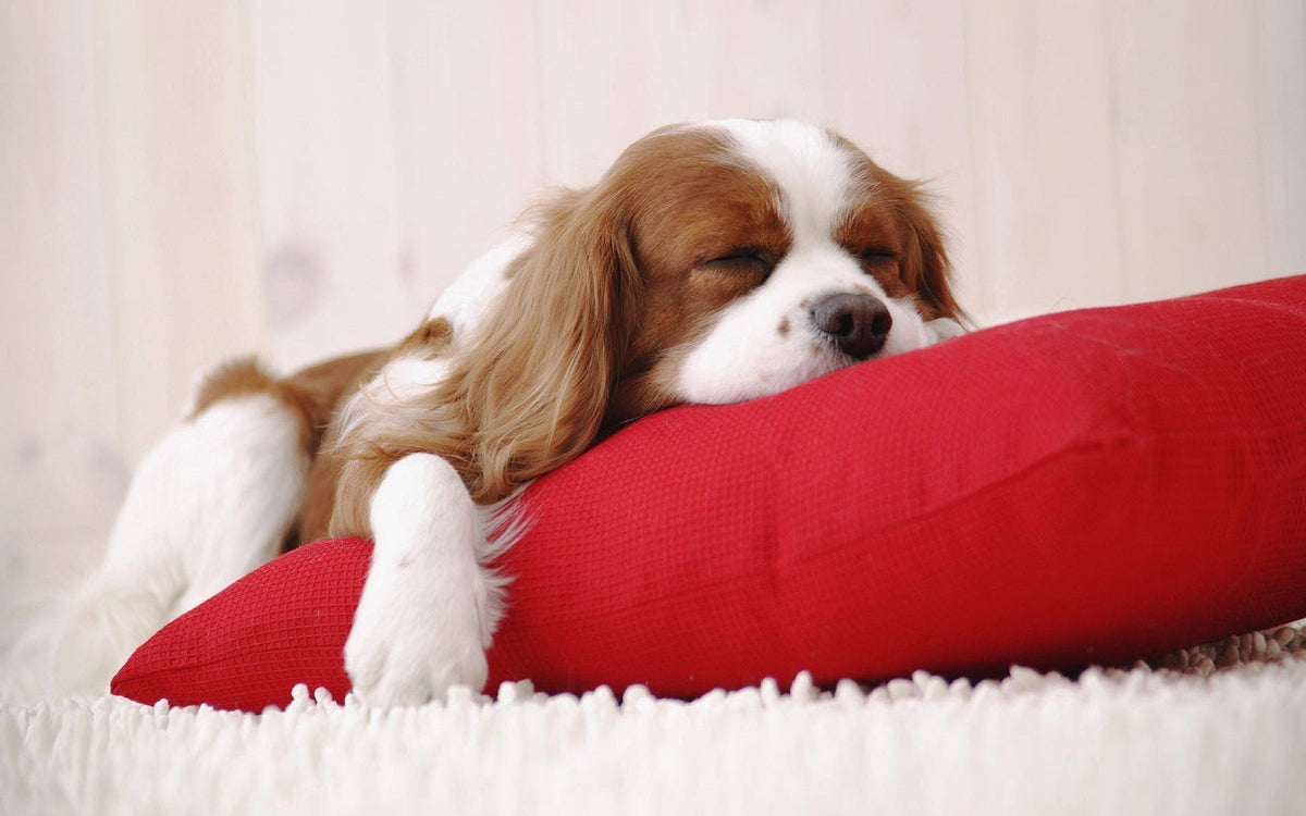 Doggie Leggings Pillowcase - Sewingmachinesplus.com