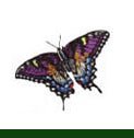 Bug Embroidery Designs - Sewingmachinesplus.com