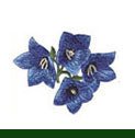 Flowers Embroidery Designs - Sewingmachinesplus.com