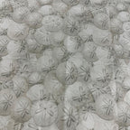 Fabric Palooza Clearance Sale Fabric - 3 YD - Sewingmachinesplus.com