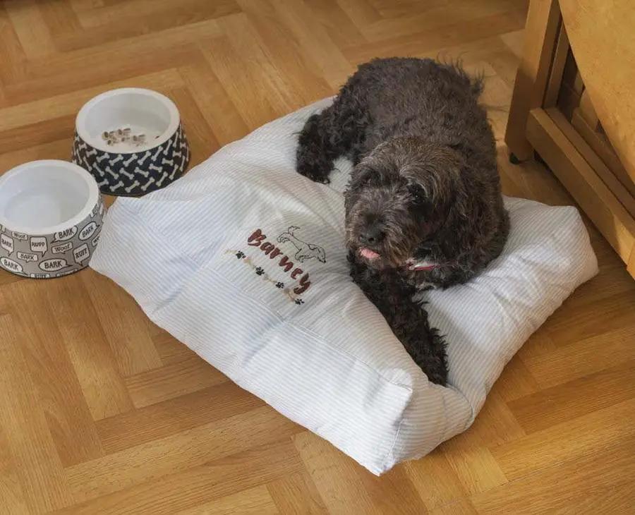Threaders Embroidery Transfer Sheets - Pets on white striped cushion beside two pet bowls with a dog nearby.