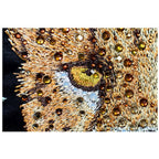 Anita Goodesign Big Cats (44 Designs) - Sewingmachinesplus.com