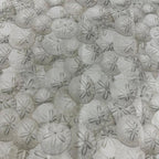 Fabric Palooza Clearance Sale Fabric - 1 YD - Sewingmachinesplus.com