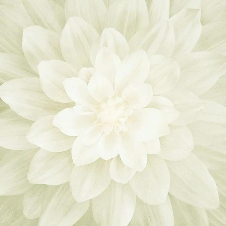 Hoffman Fabrics Dream Big Ivory 45 Inch Panel Fabric - Sewingmachinesplus.com